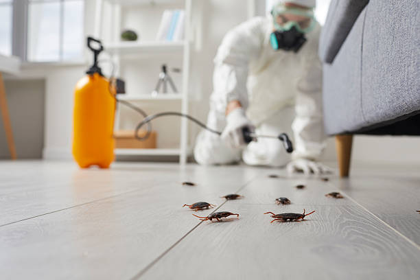 Post-Treatment Bed Bug Interceptor Monitoring in Plainview